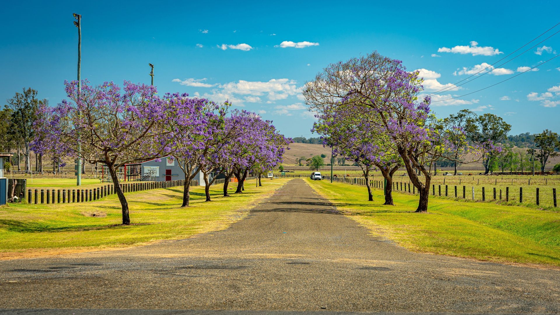 Paved Road Lined with Blossoming Purple Jacaranda Trees — R & R Relaxation and Remedial In Grafton, NSW
