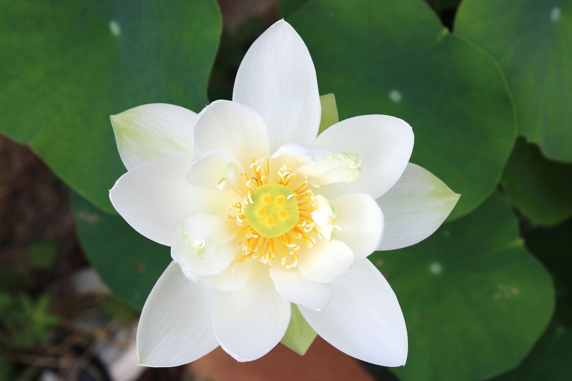 Purple water lily with yellow stamens floating on dark water