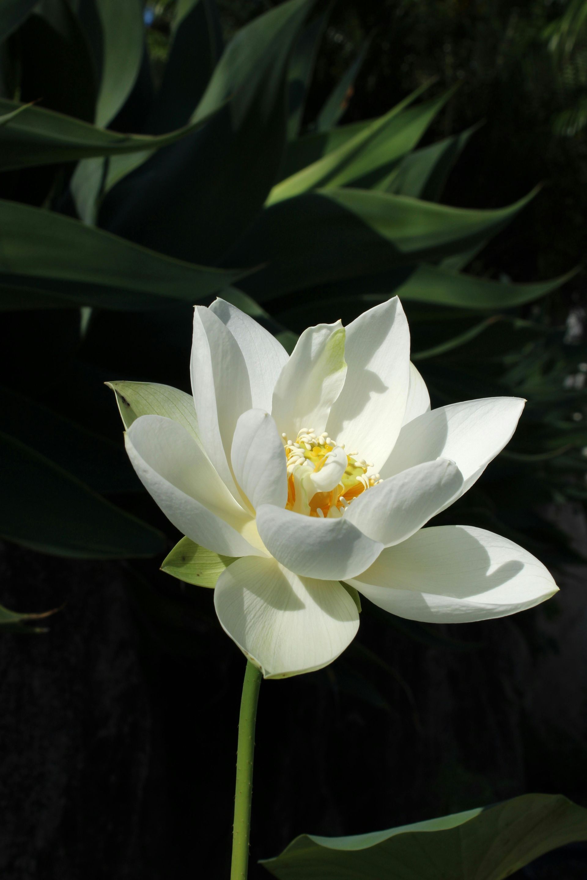 White flower with yellow center among dark green leaves in sunlight