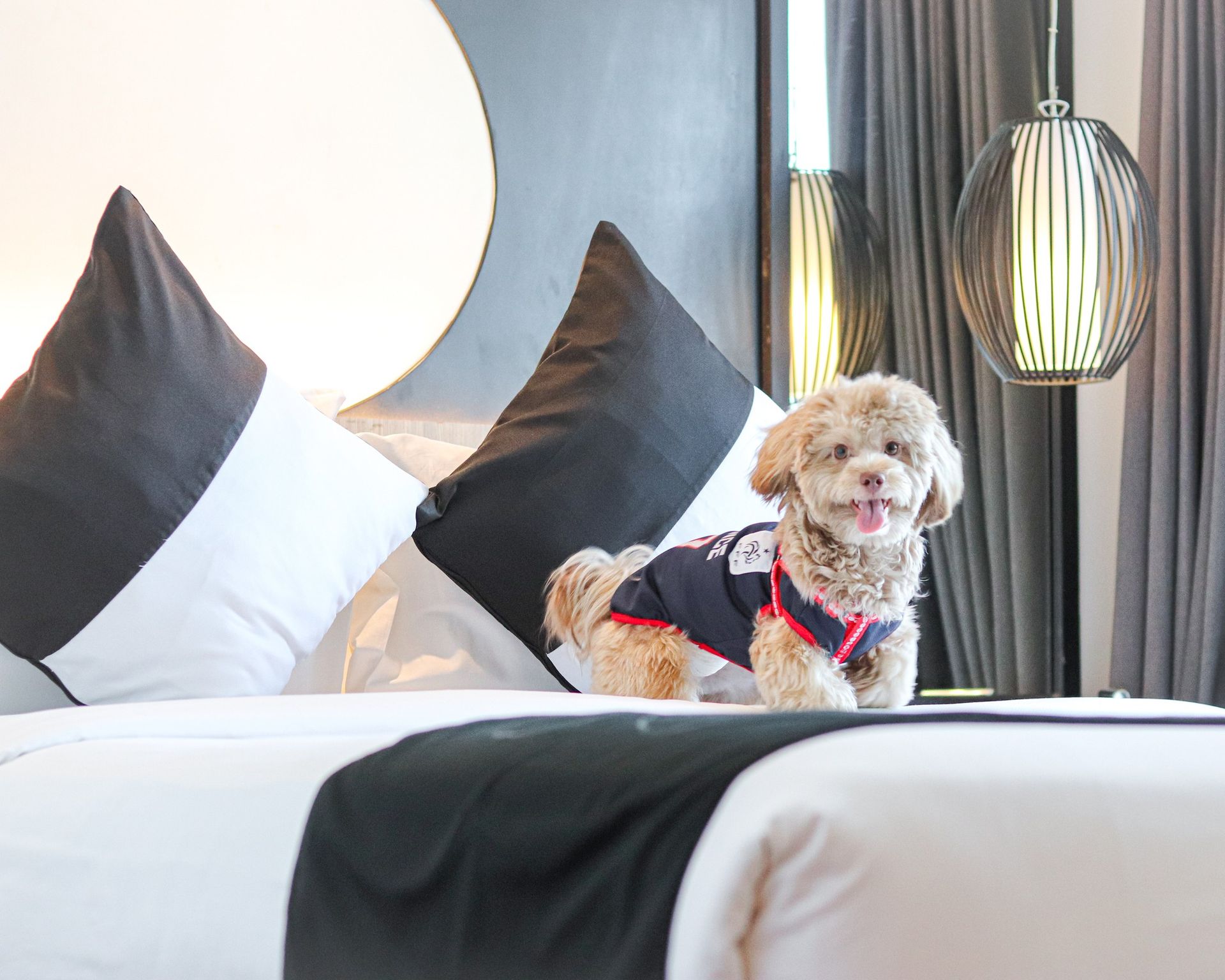 Dog wearing a vest on a bed with black and white pillows; smiling, room setting.