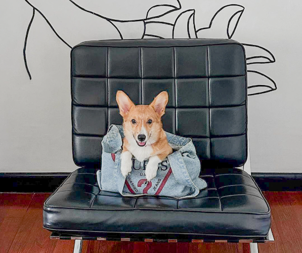 A small dog is sitting on a black leather chair in a hotel allowing pets Makati