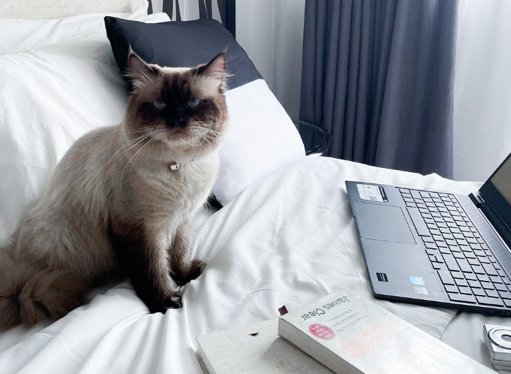 Pet-friendly room welcoming cats at hotels allowing pets makati.