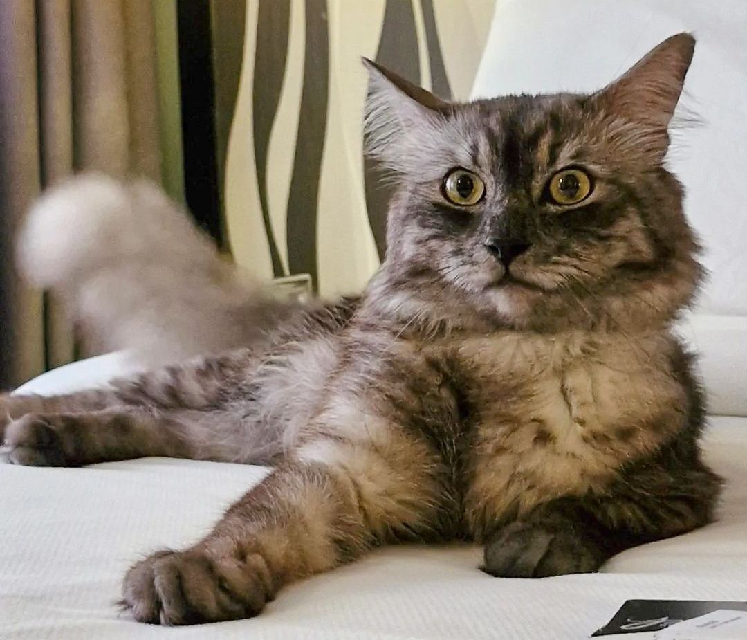 Fluffy gray tabby cat relaxing on white sofa at Y2 Residence Hotel Makati