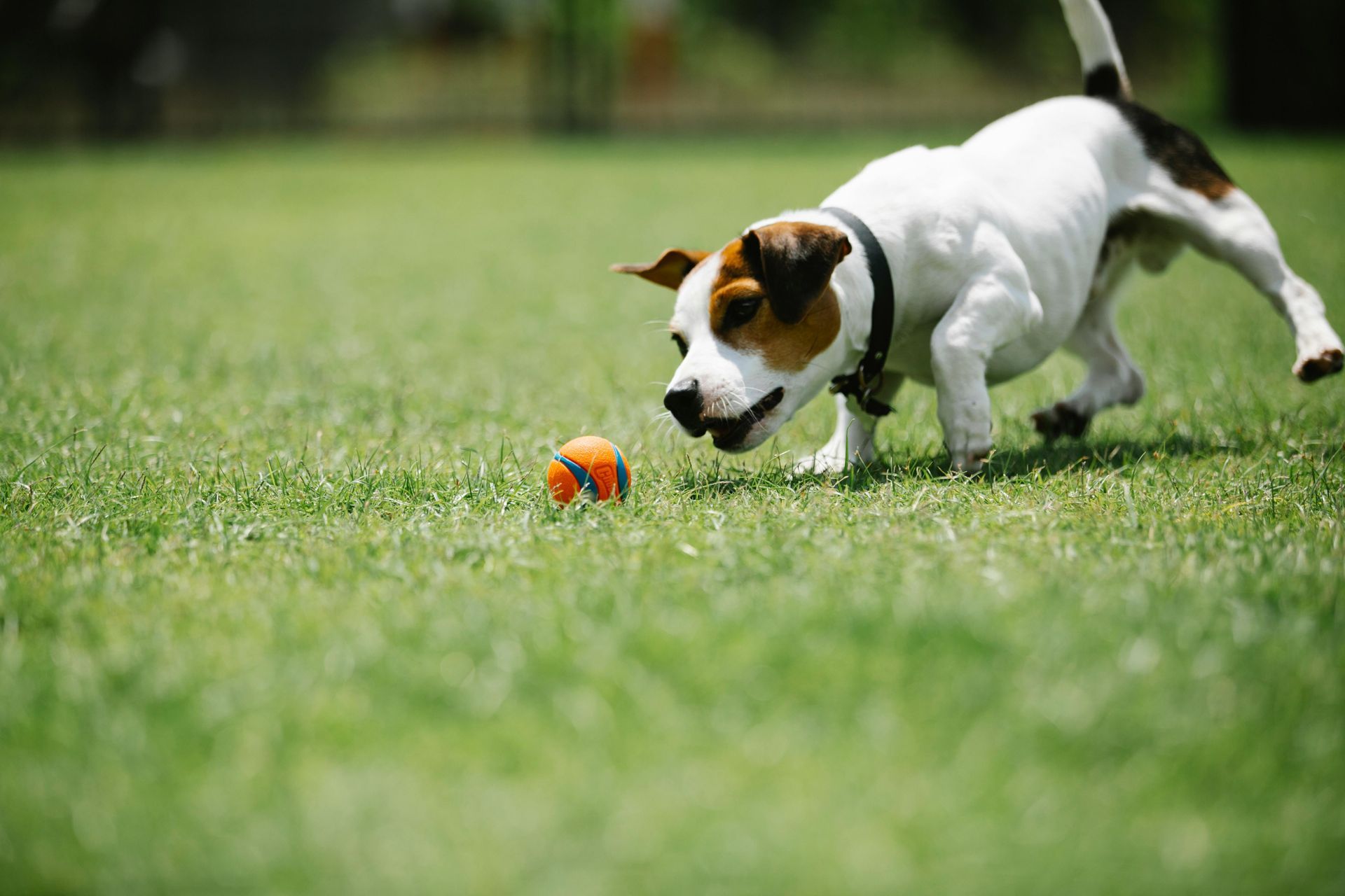 A dog is playing with a ball in Legazpi Active Park