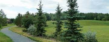 Lakewood Digital Marketing Spruce Grove, SEO Services, Rank your website #1, One Scarlett Digital Marketing Spruce Grove