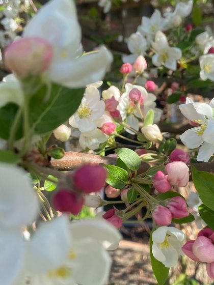 Appelbloezem