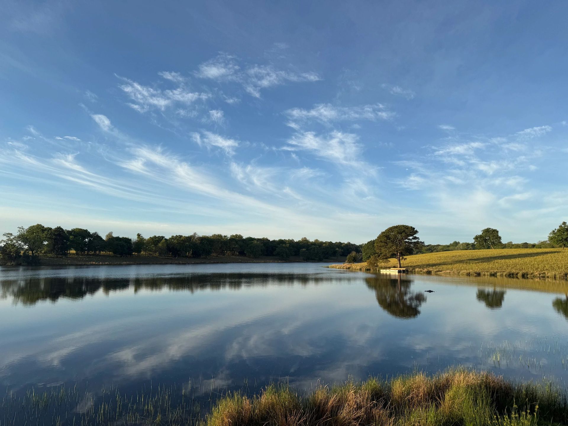 Calm lake reflecting blue sky and trees, with grassy shoreline in the foreground