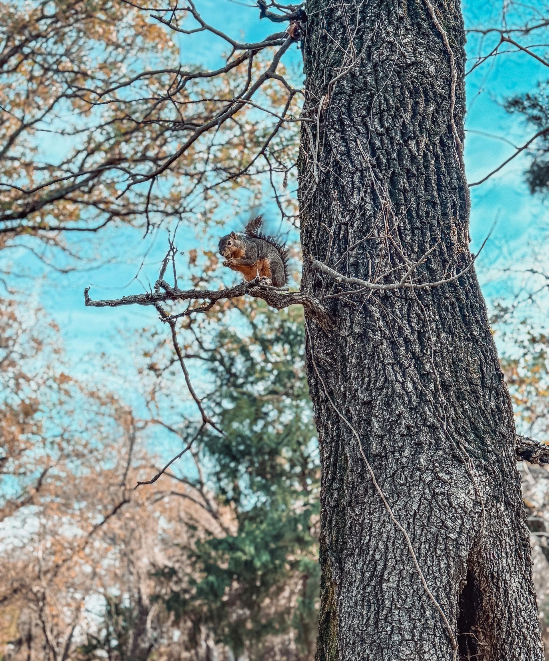 Bare tree trunk against blue sky and branches in a wooded outdoor scene
