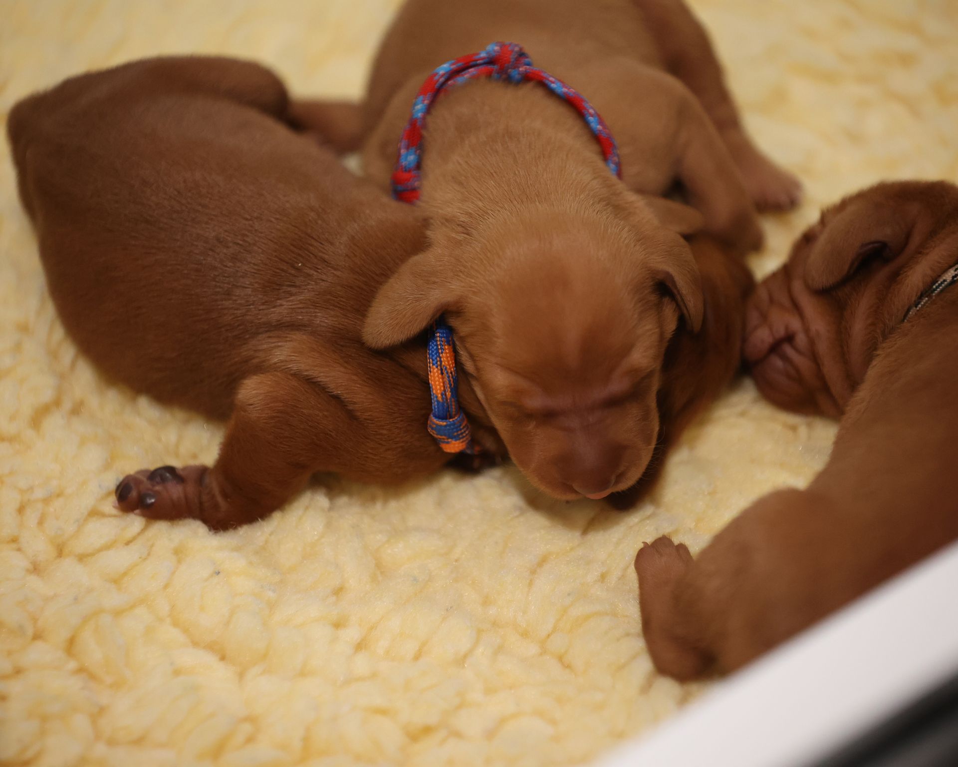 The Power Pups are here!