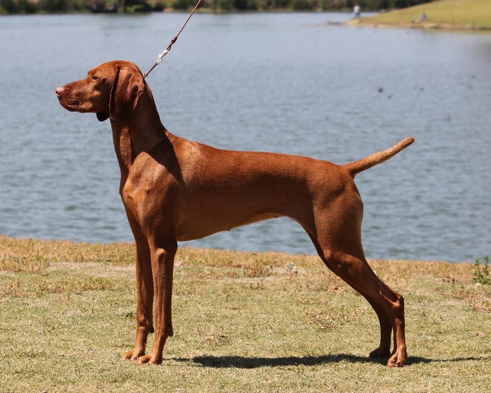 A brown dog on a leash is standing in front of a body of water