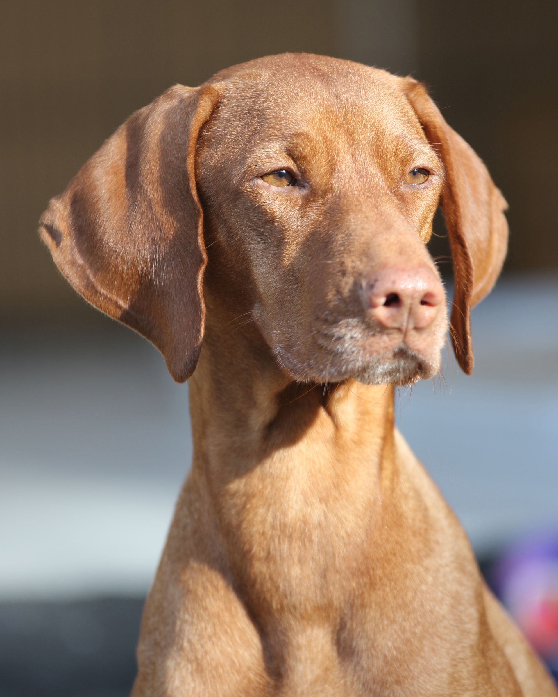 A close up of a brown dog looking at the camera