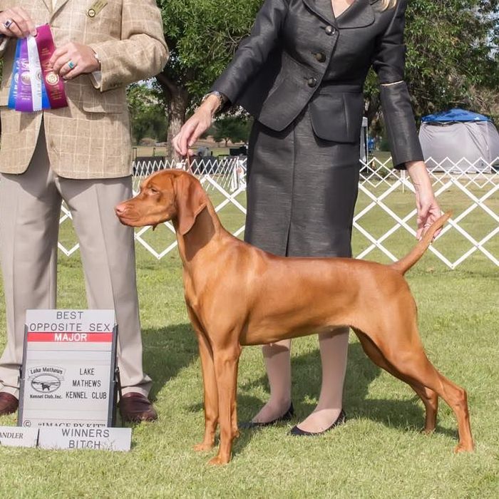 A dog standing next to a sign that says best in show