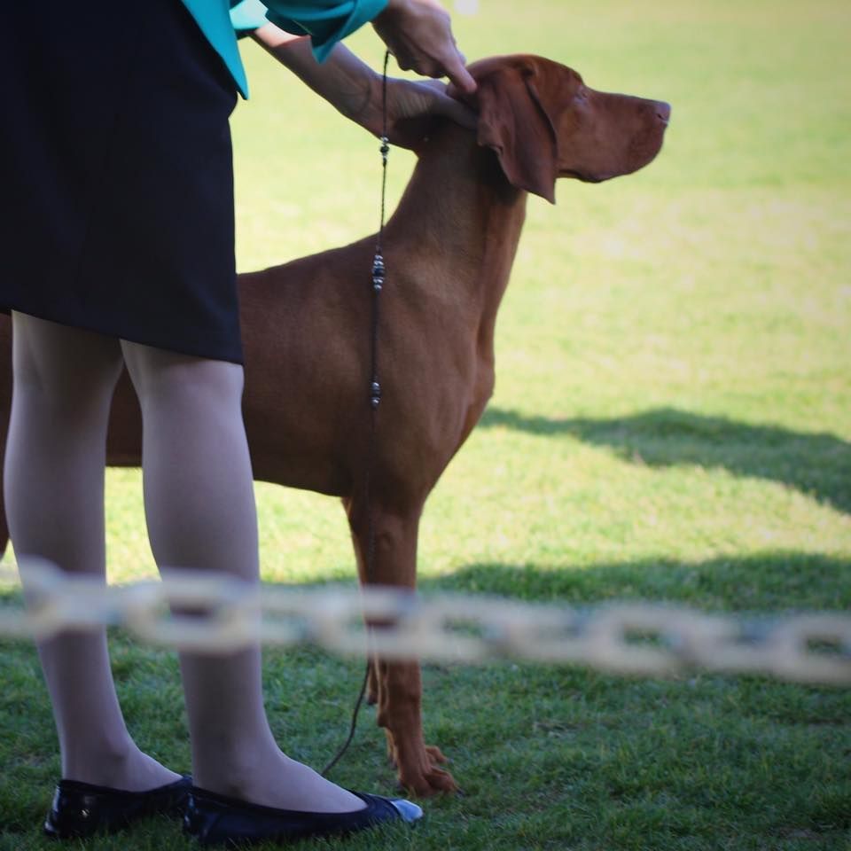 A woman petting a brown dog on a leash