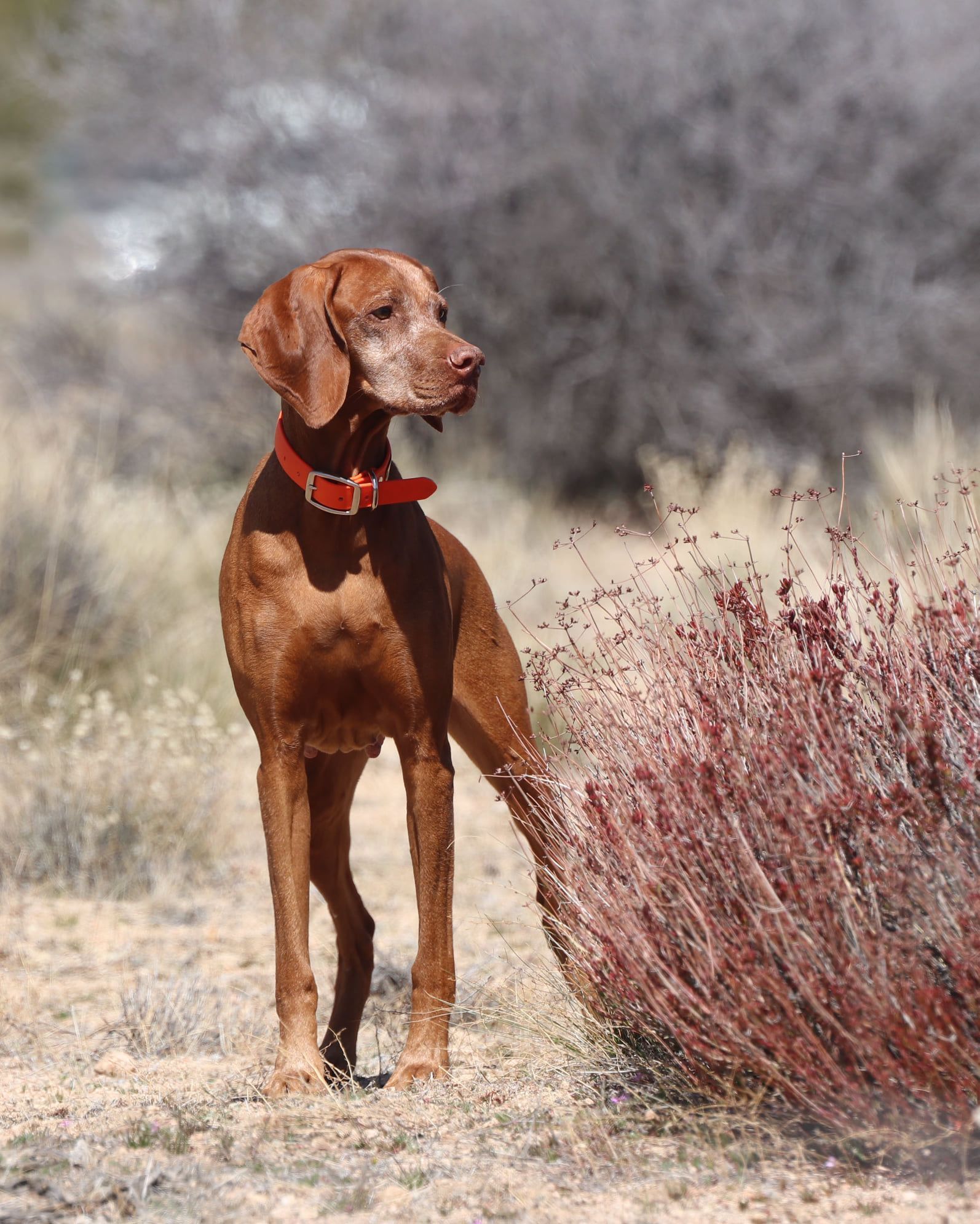 A brown dog with a red collar is standing next to a bush