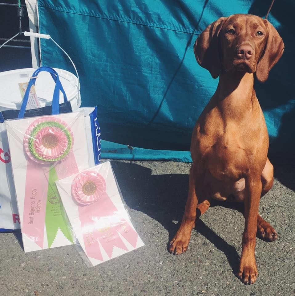 A brown dog is sitting next to a bag that says ' i love you ' on it