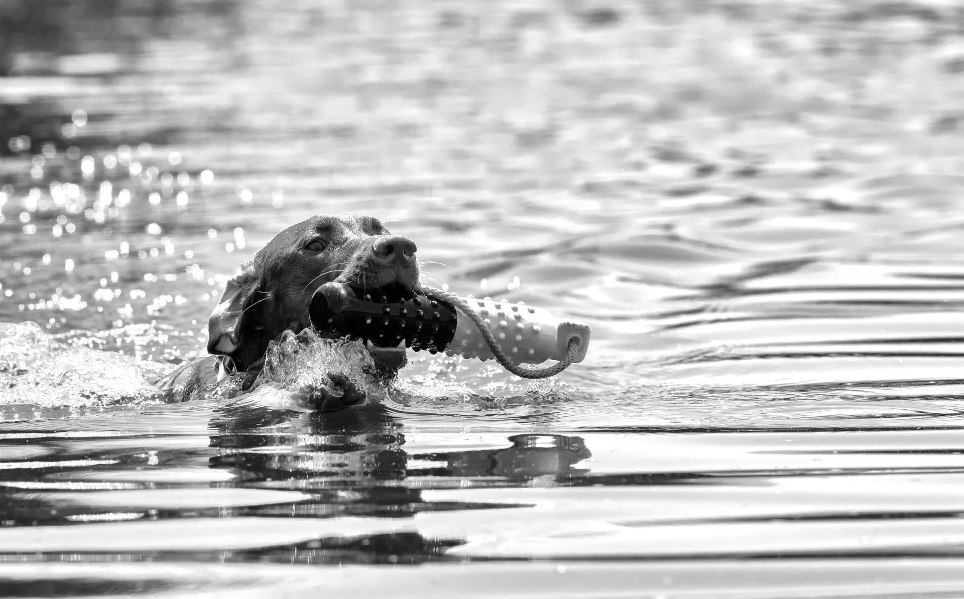 A black and white photo of a dog swimming in the water.