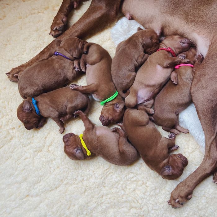 A group of brown puppies are nursing from their mother