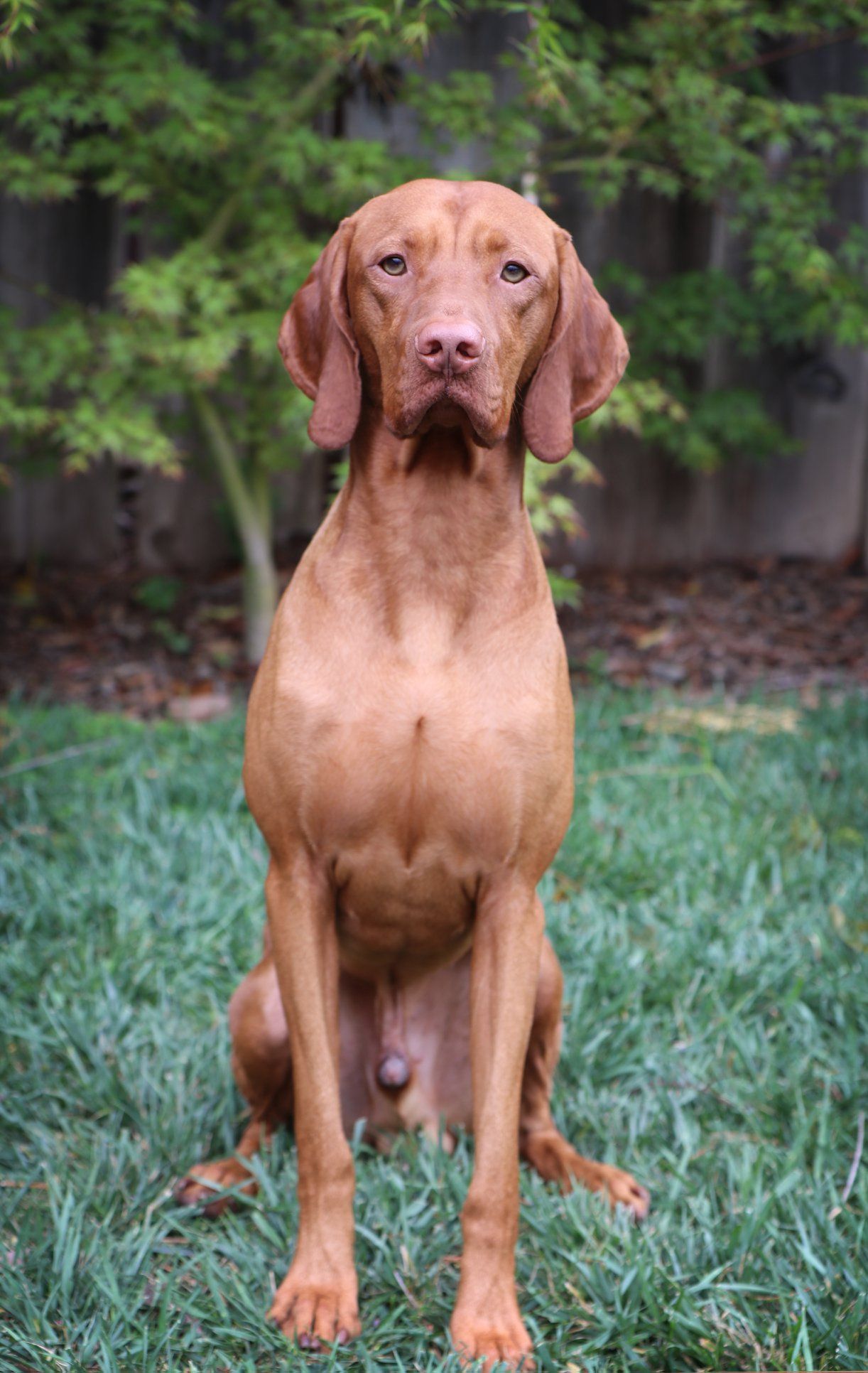 A brown dog is sitting in the grass and looking at the camera.