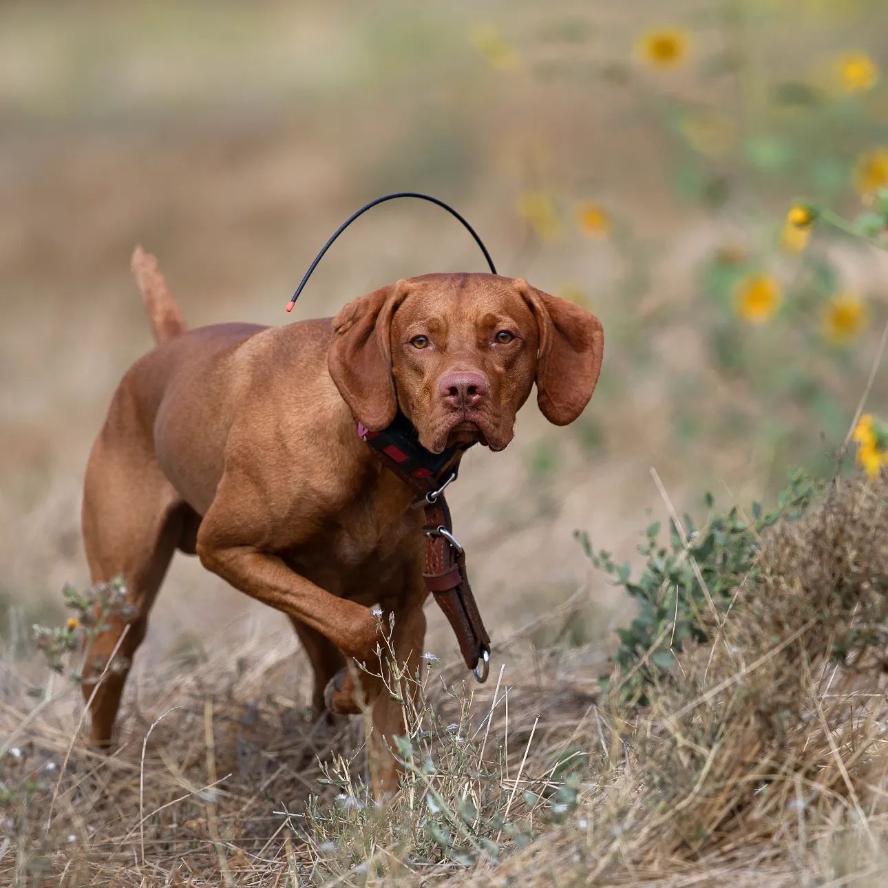 A brown dog with a collar is running through a field