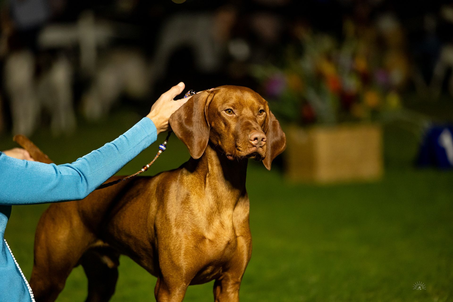 A woman is petting a brown dog on a leash