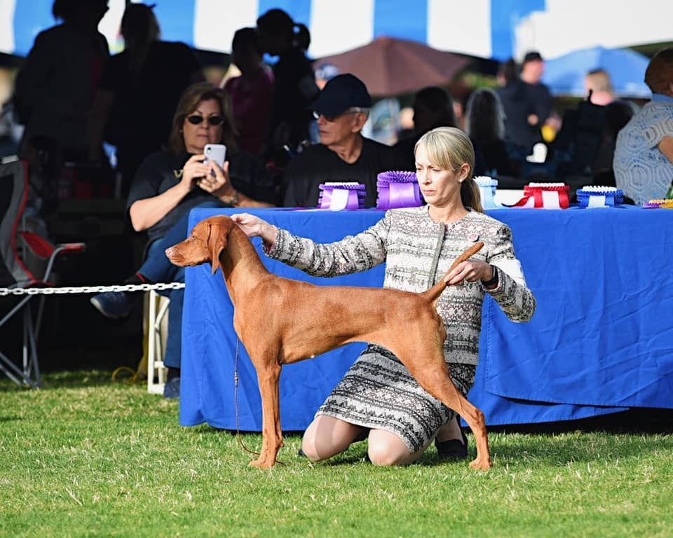 A woman is kneeling down next to a brown dog at a dog show.