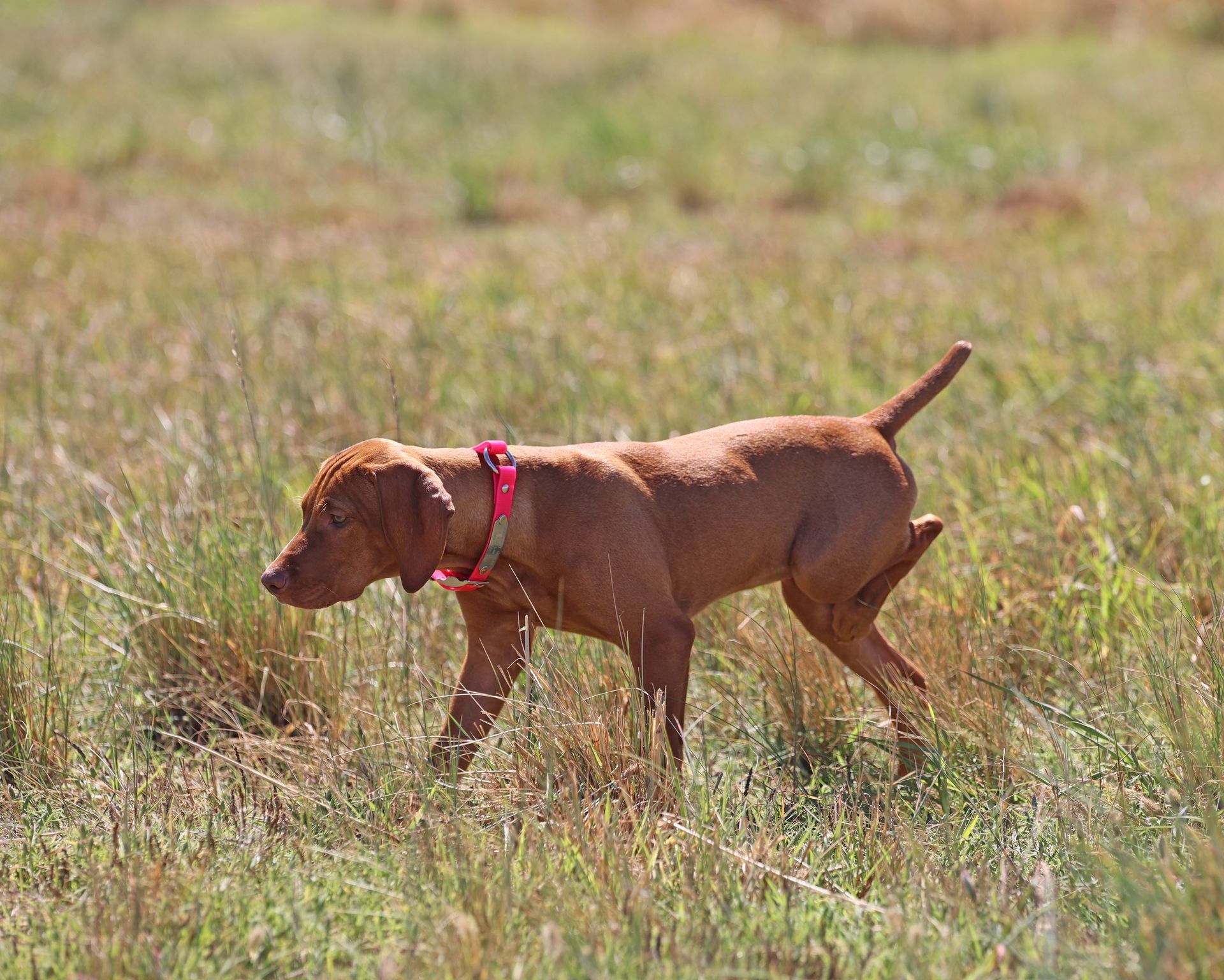 A brown dog wearing a red collar is walking through a grassy field.