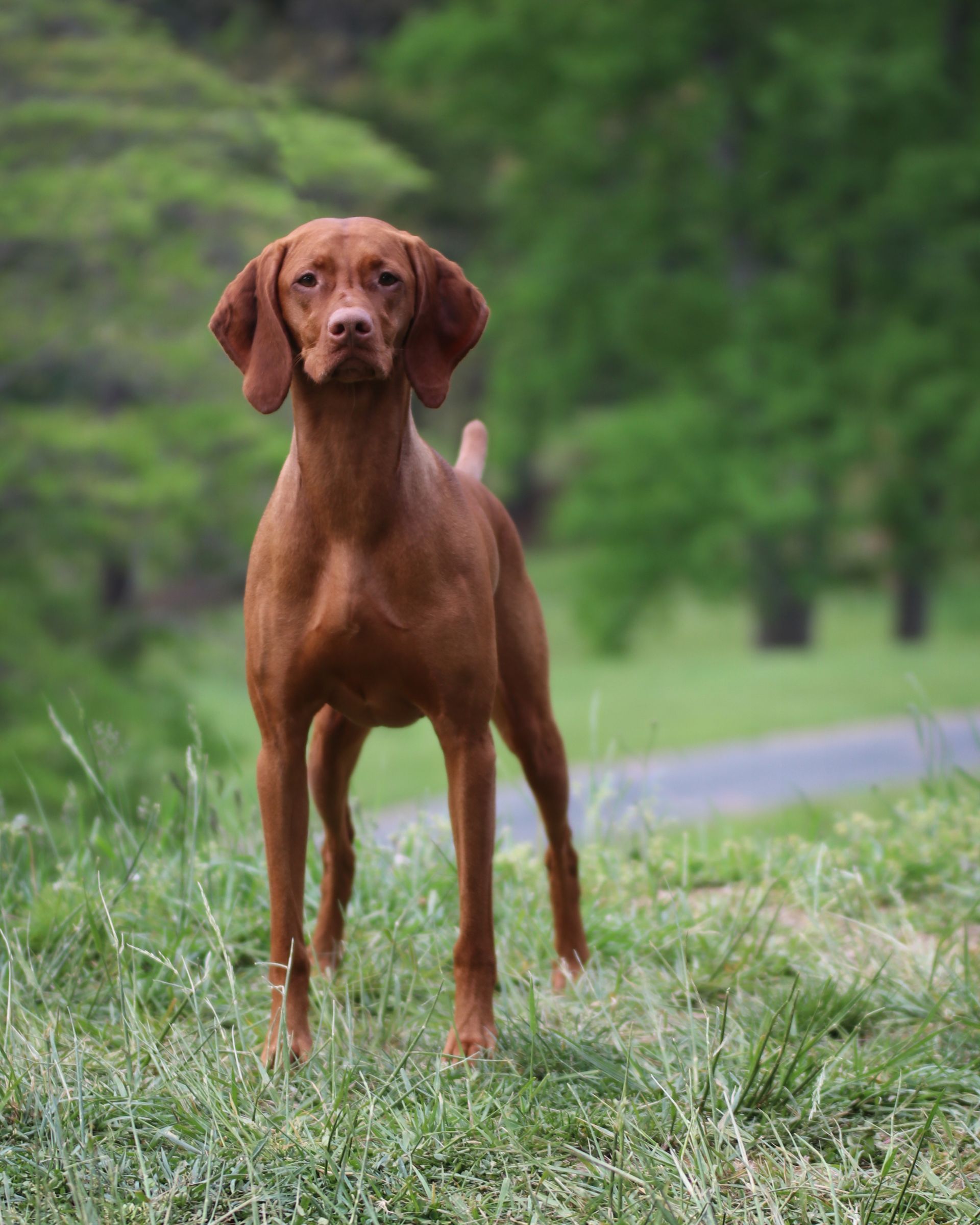 A brown dog is standing in the grass looking at the camera.