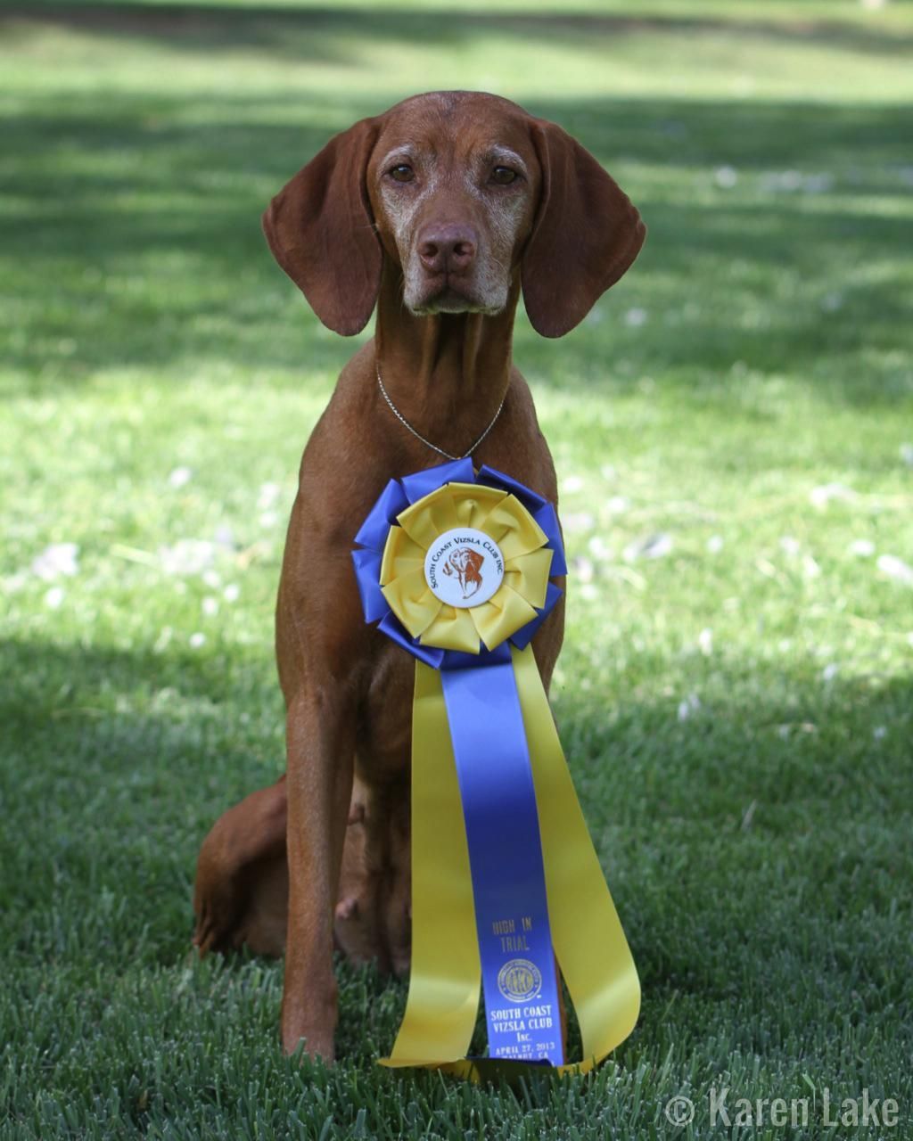 A brown dog with a blue and yellow ribbon around its neck
