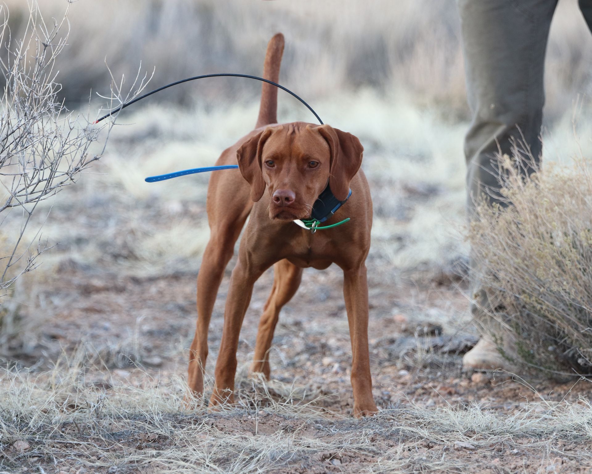 A brown dog on a leash with a blue collar