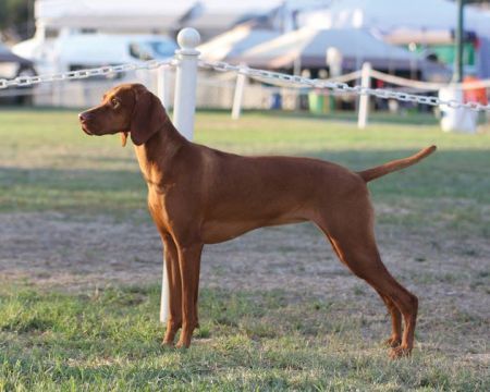 A brown dog is standing in a grassy field behind a chain link fence.