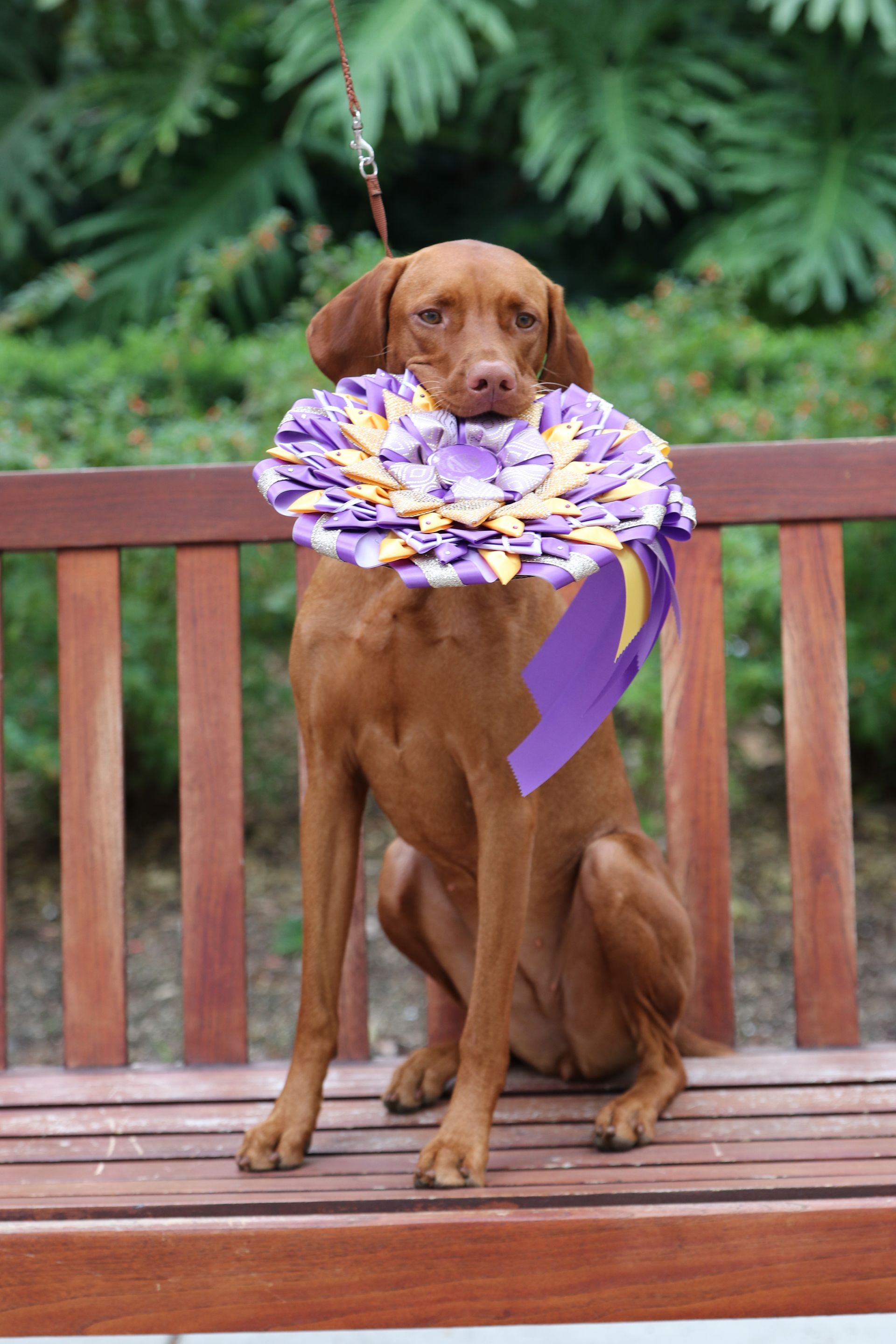 A dog sitting on a bench with a purple ribbon around its neck