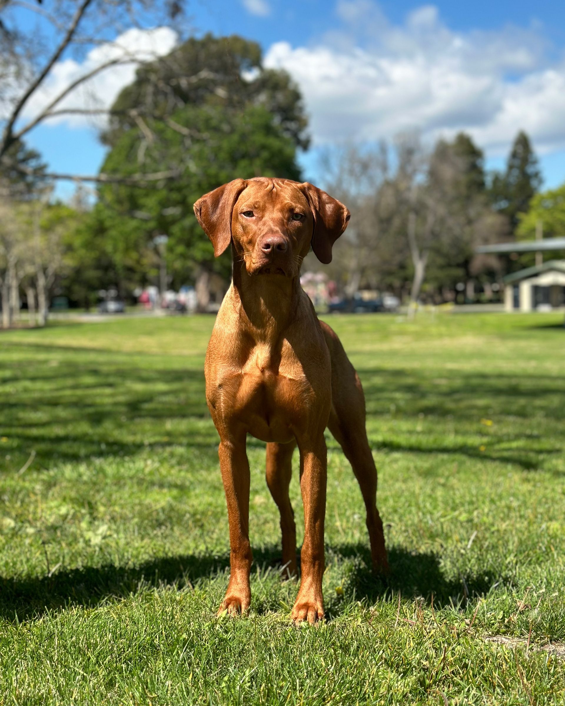 A brown dog is standing in the grass in a park.
