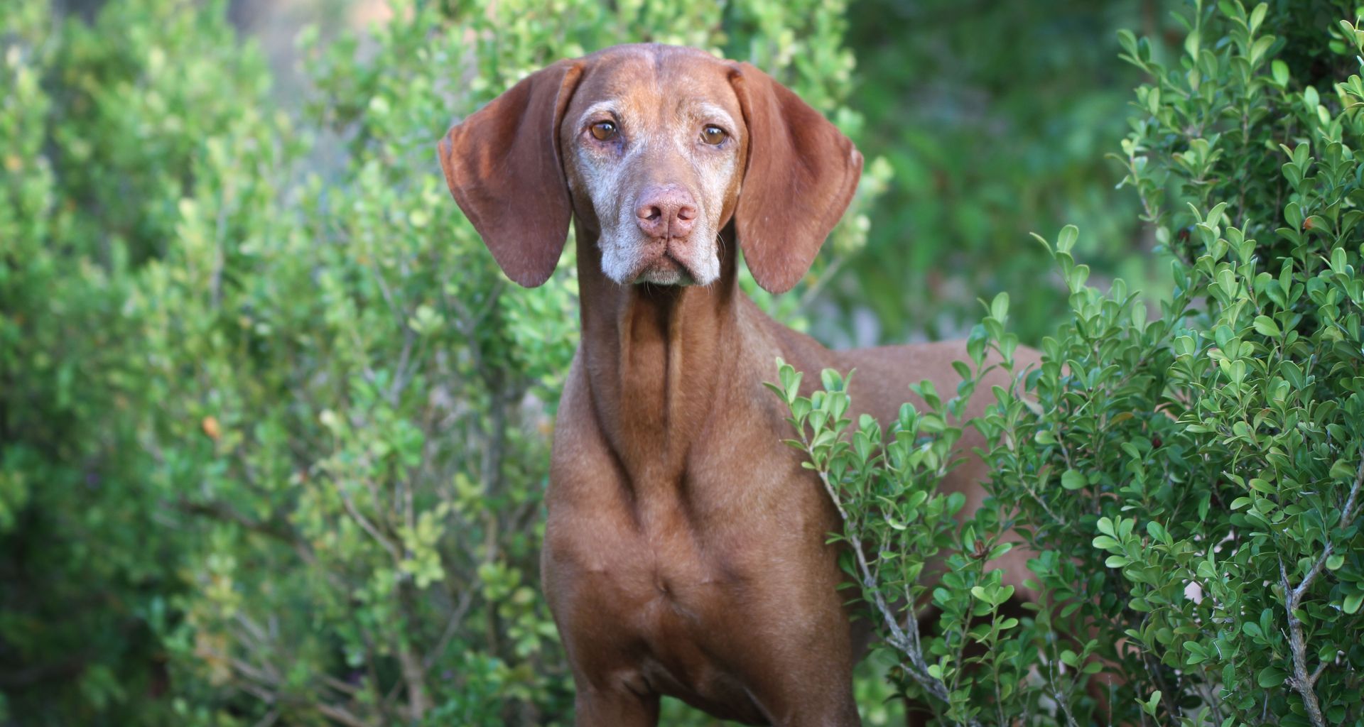 A brown dog is standing in a bush looking at the camera.
