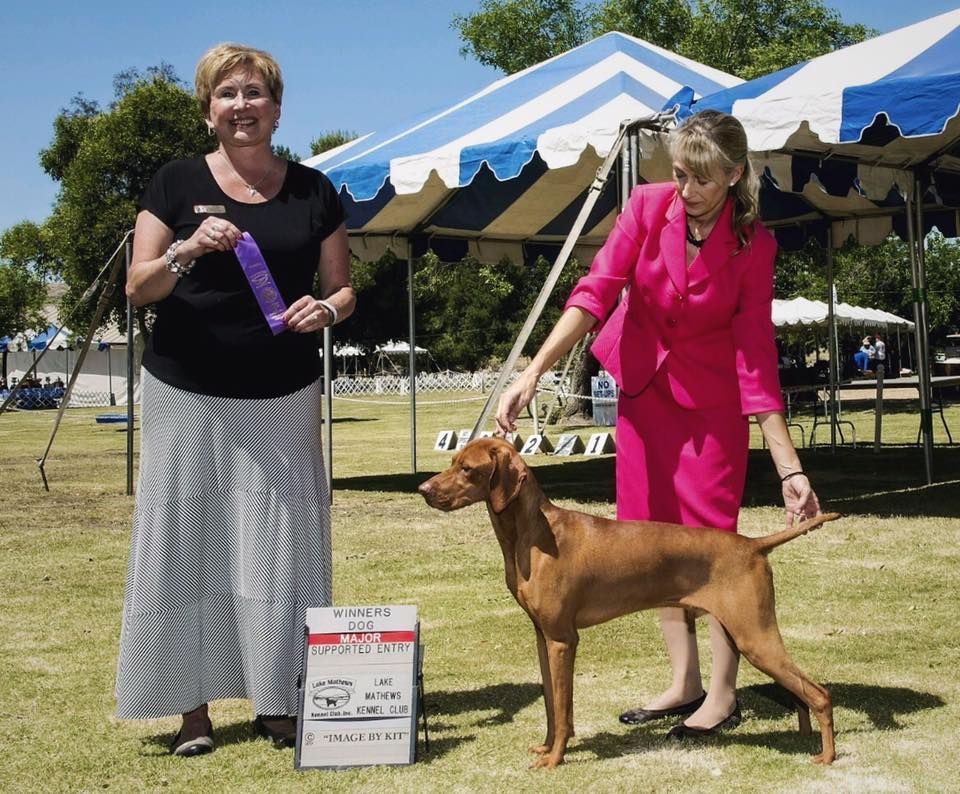 A woman in a pink suit is standing next to a brown dog