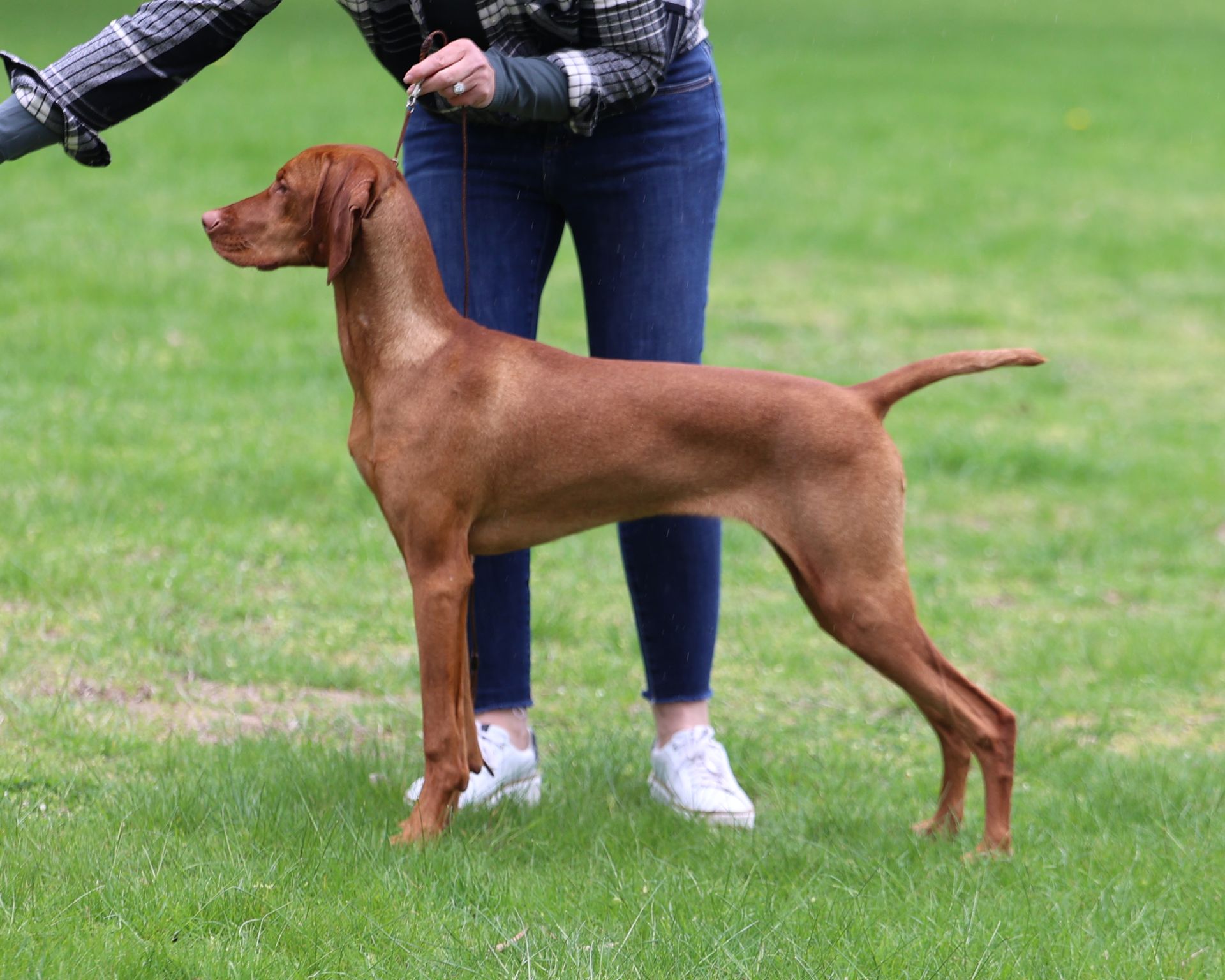 A woman is standing next to a brown dog on a leash.