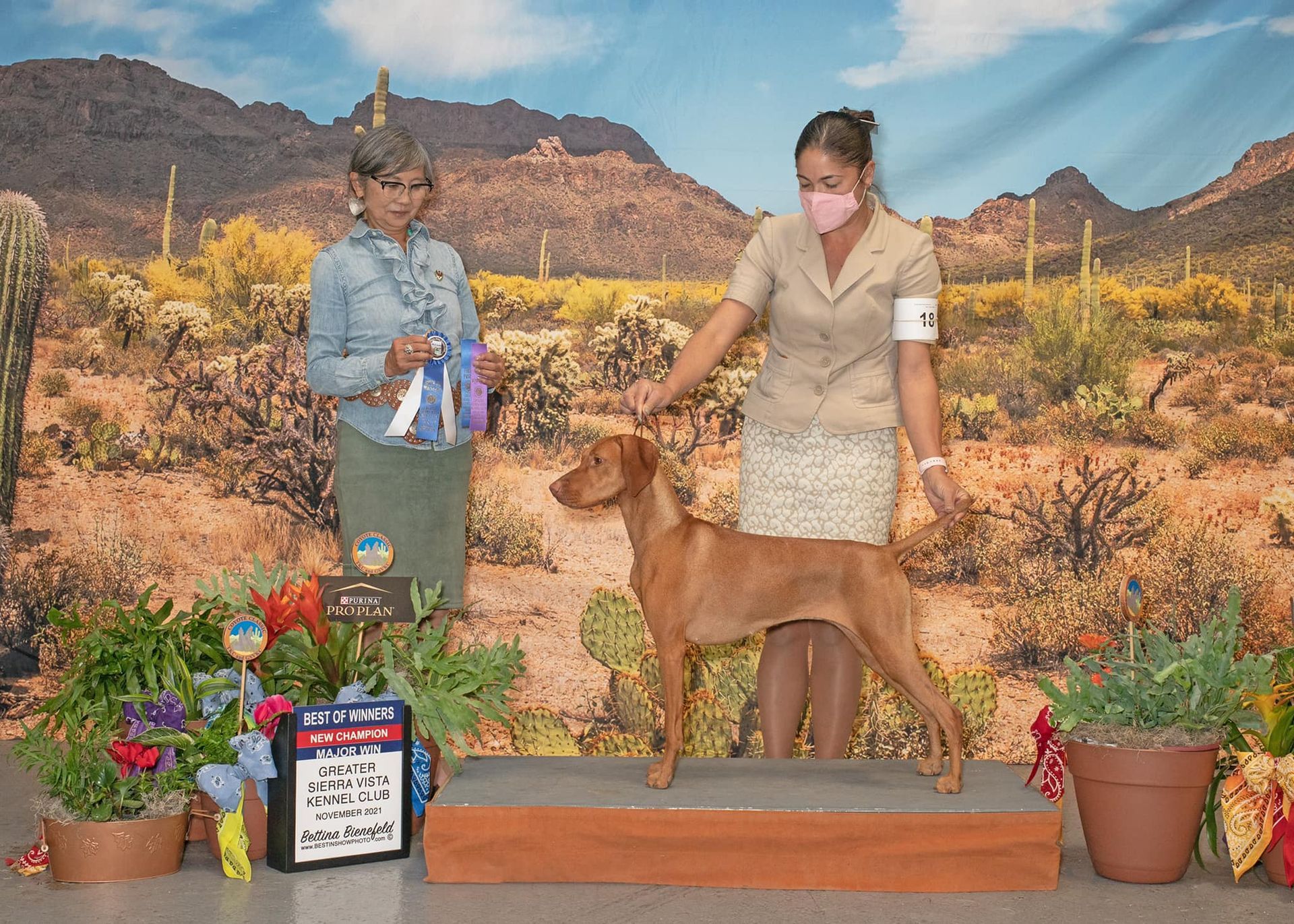 A woman is holding a ribbon next to a brown dog