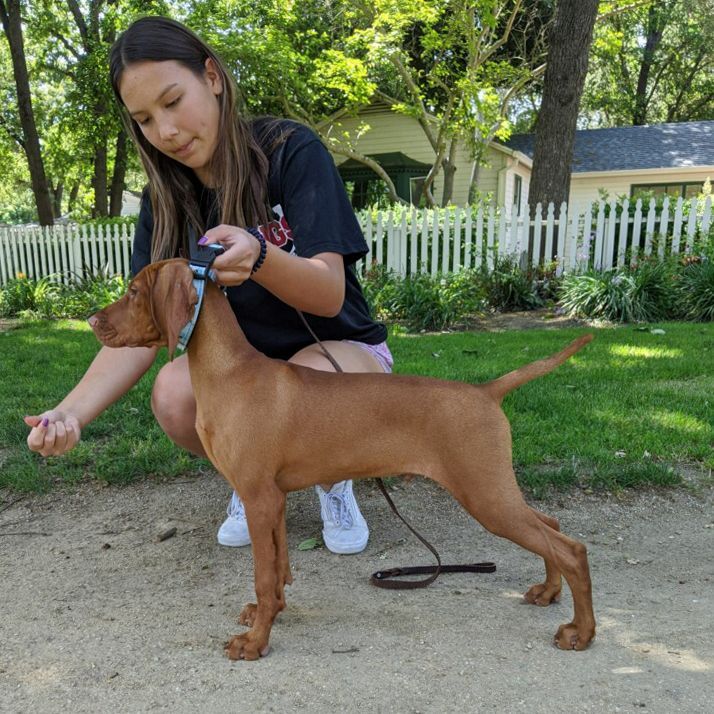 A woman is kneeling down next to a brown dog on a leash.