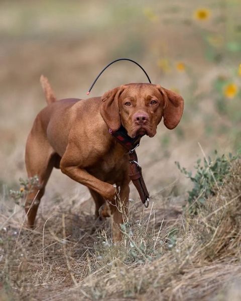 A brown dog wearing a collar is running through a field.