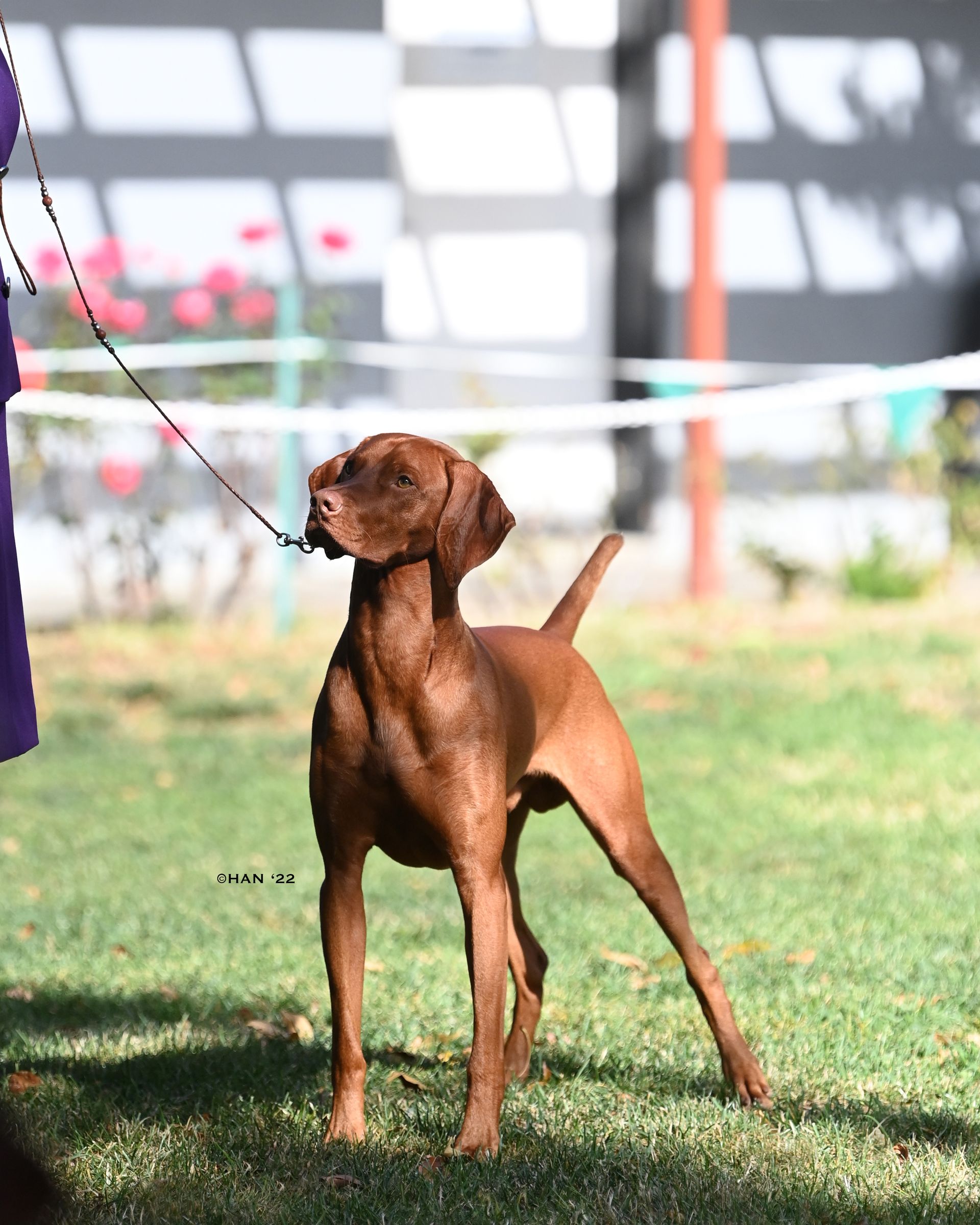 A brown dog on a leash is standing in the grass