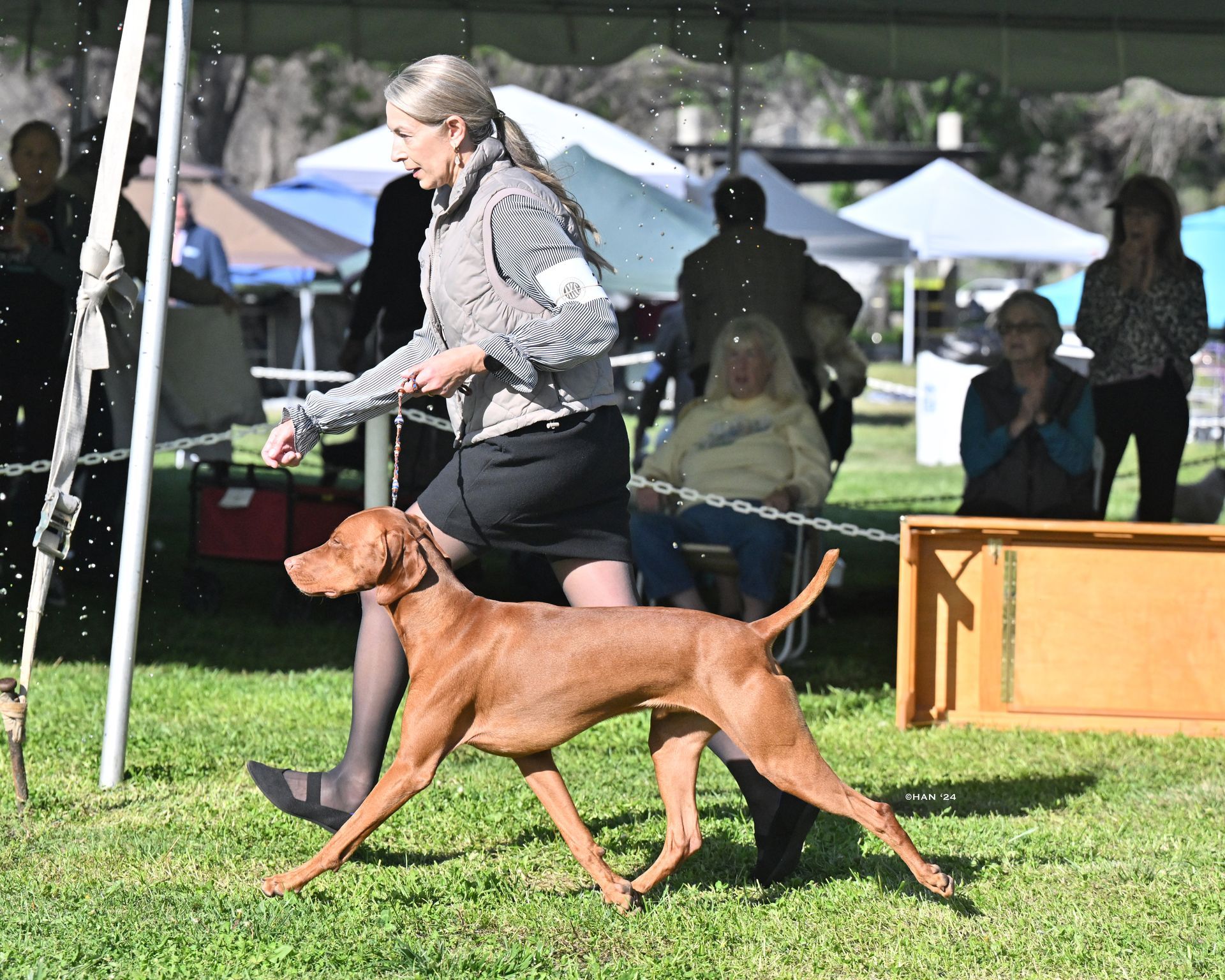 A woman is walking a dog on a leash at a dog show.