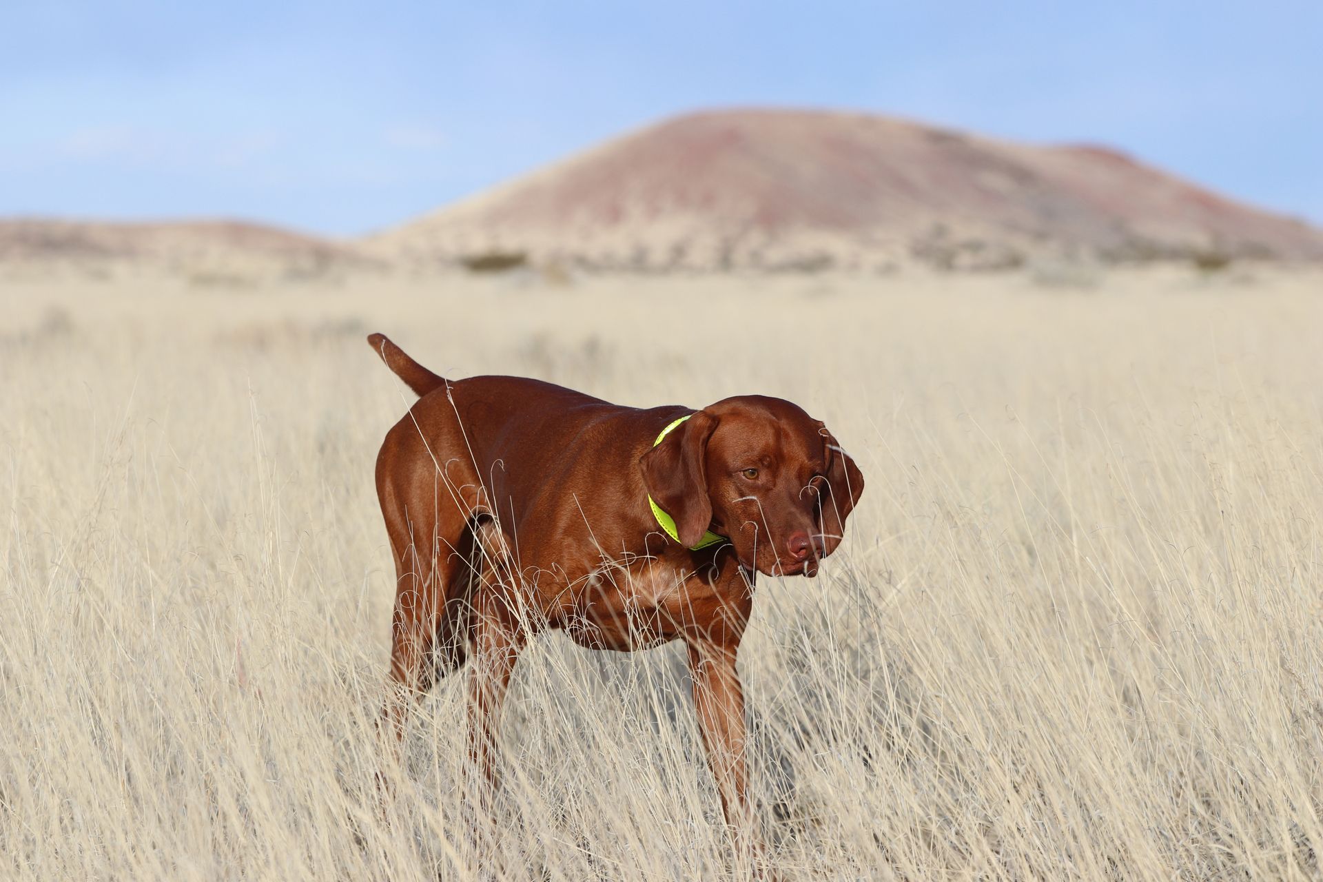 A brown dog is standing in a field with mountains in the background