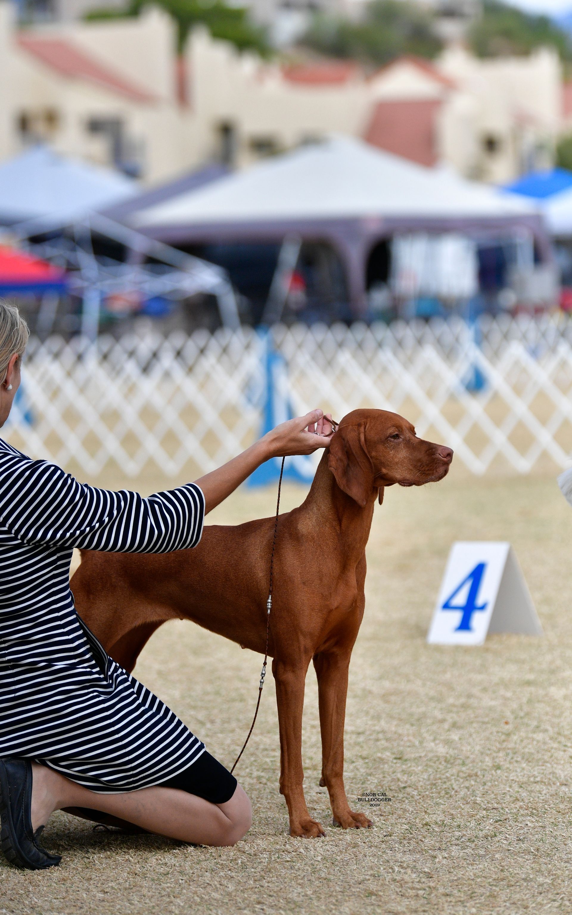 A woman is kneeling down next to a dog with the number 4 in the background