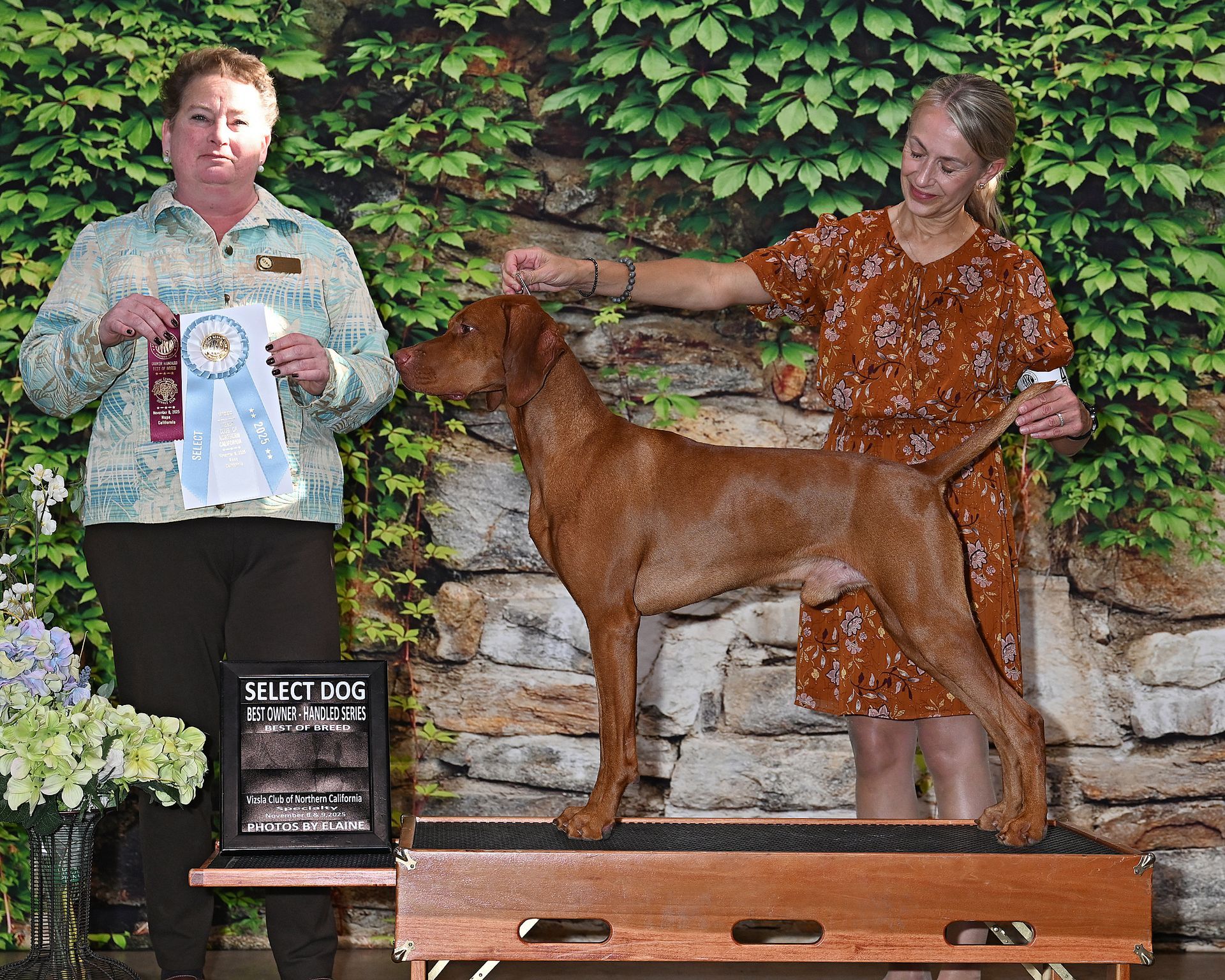 A woman is holding a ribbon next to a brown dog