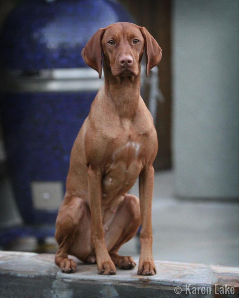 A brown dog is sitting on a ledge looking at the camera