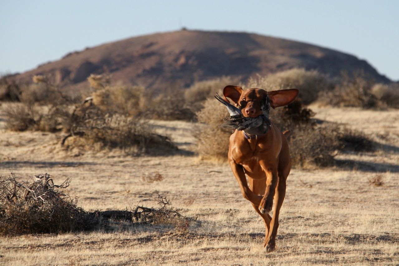 A brown dog is running in the desert with a bird in its mouth.