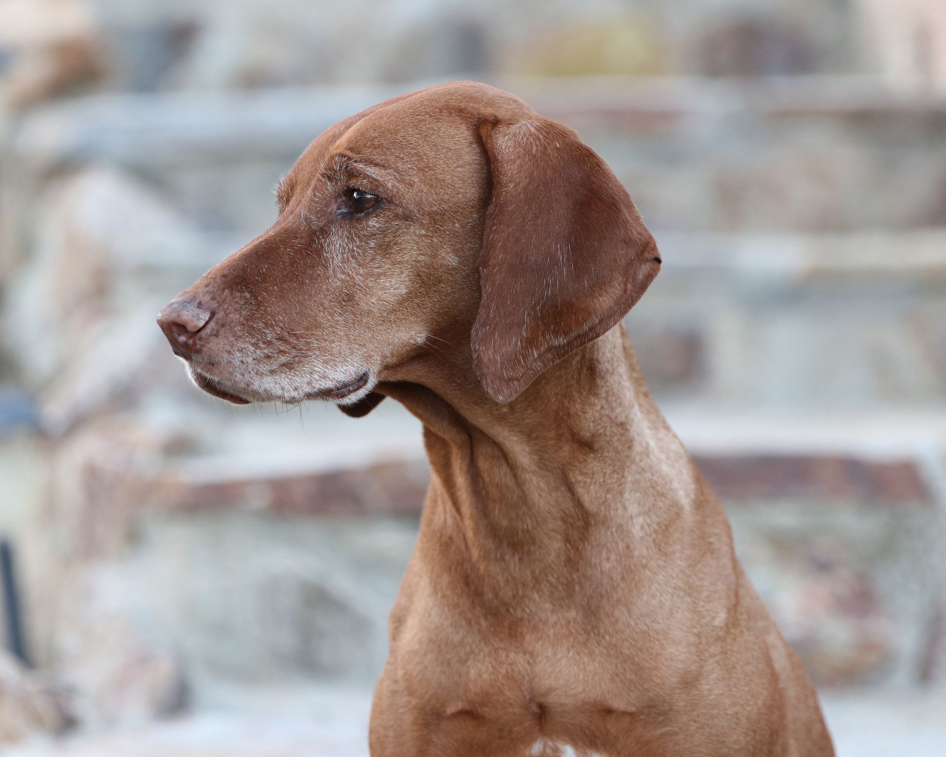 A brown dog is sitting in front of a stone wall and looking at the camera.