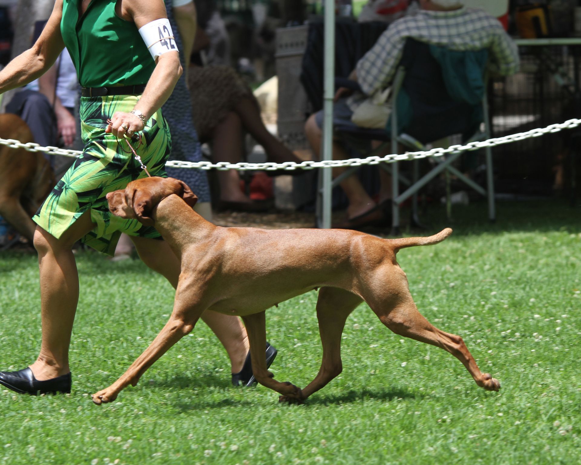 A woman in a green shirt is walking a brown dog