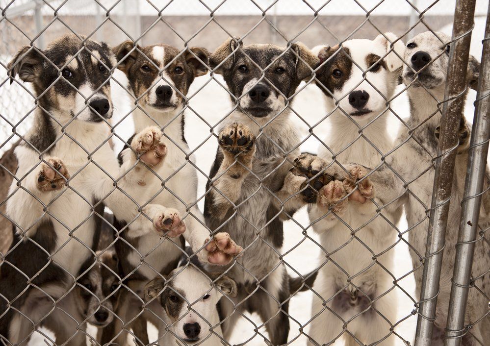 Dog Kennel Fence Installations In St. Paul, MN