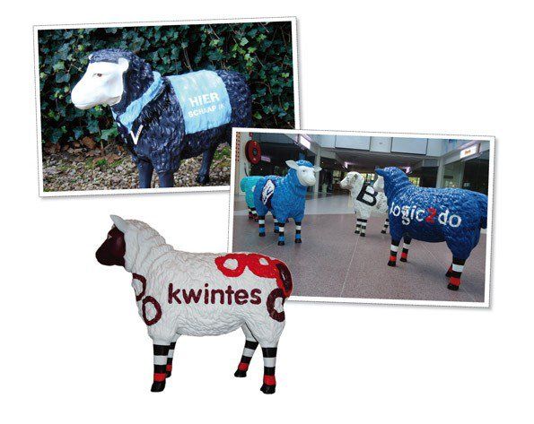 Schaap bedrijf Kwintes