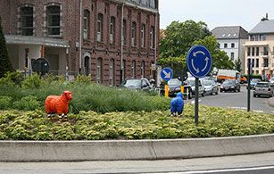 Schapen Ronse (B)